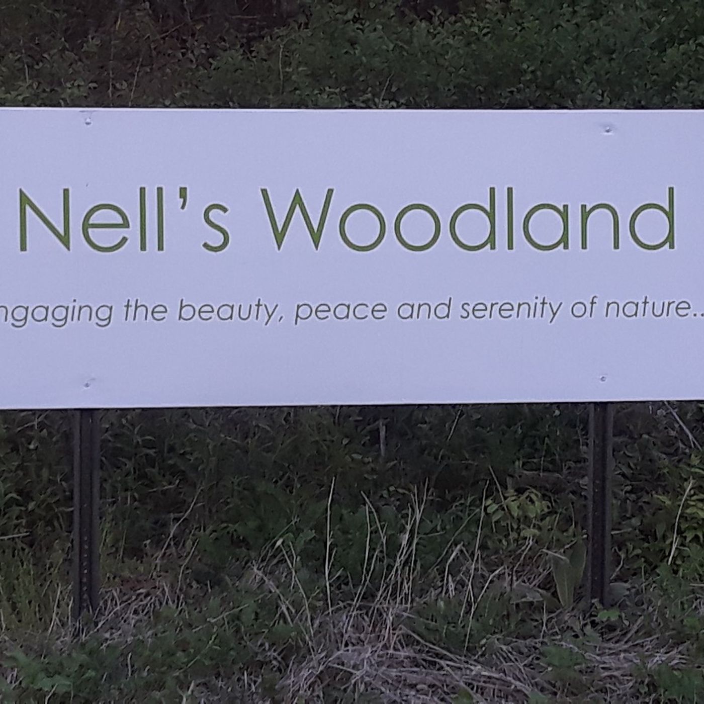 Nell’s Woodland accepting artist mentorship program applications episode artwork