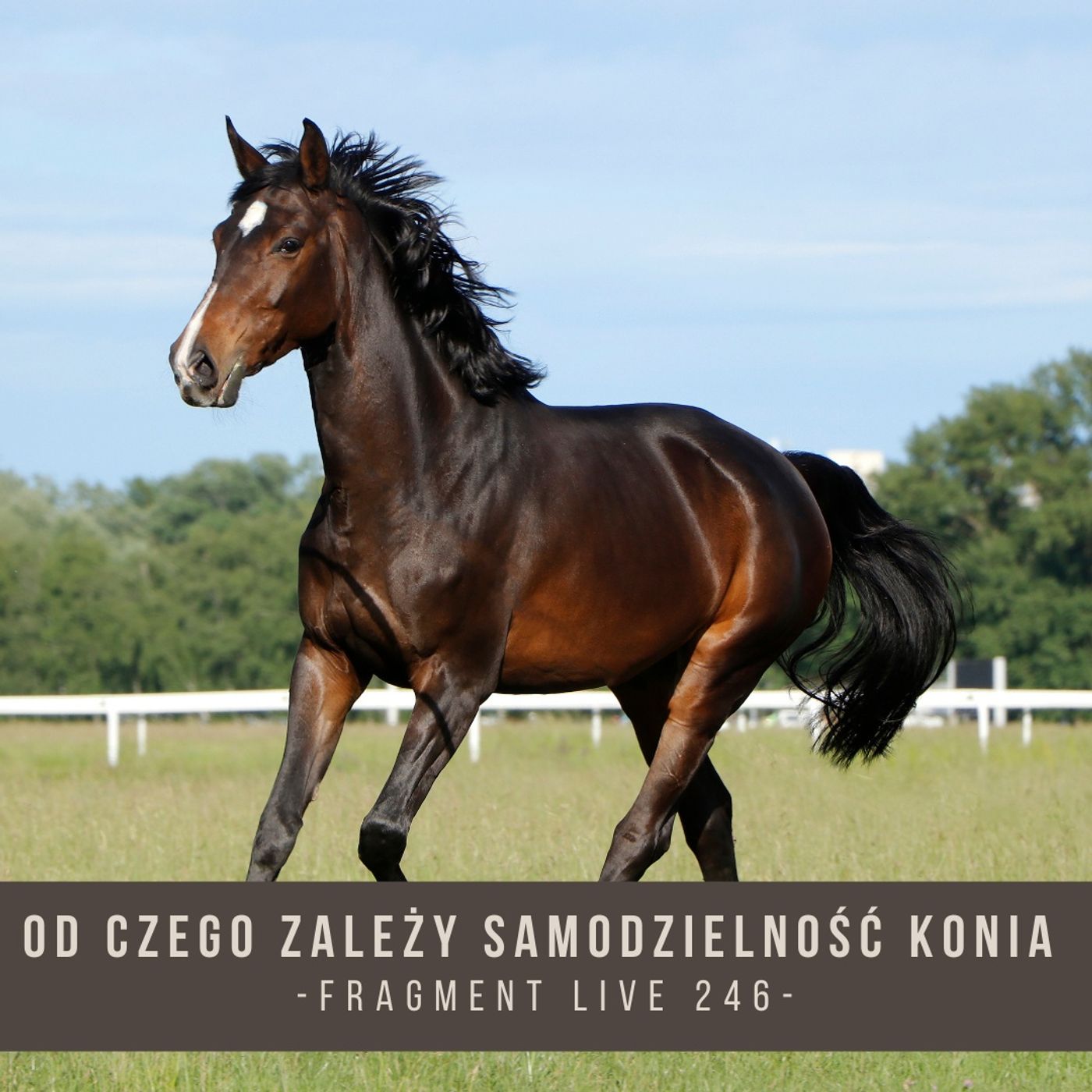 Od czego uzależniamy samodzielność konia - fragment live 246
