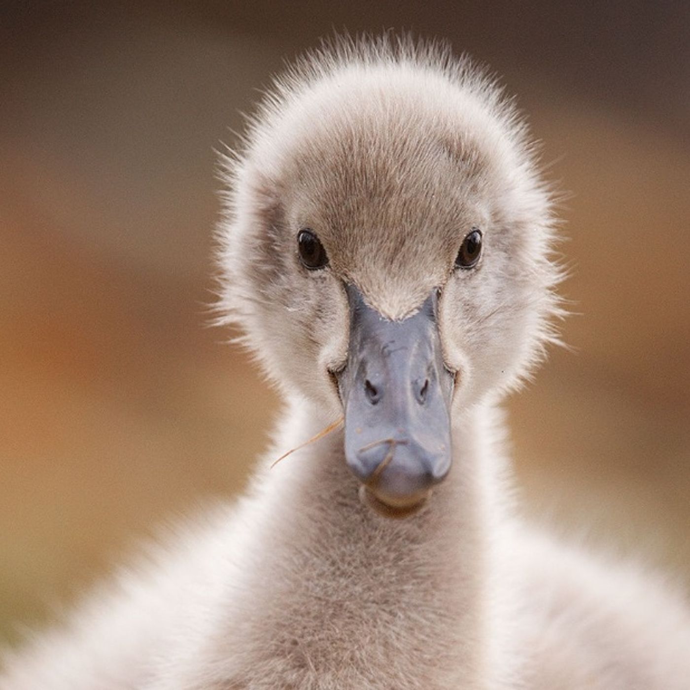 Bill Ebert\'s tracks