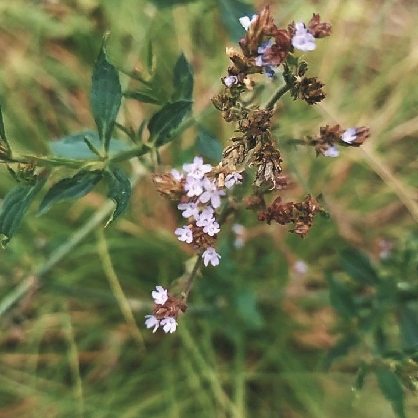 El podcast de ossain medicina verde