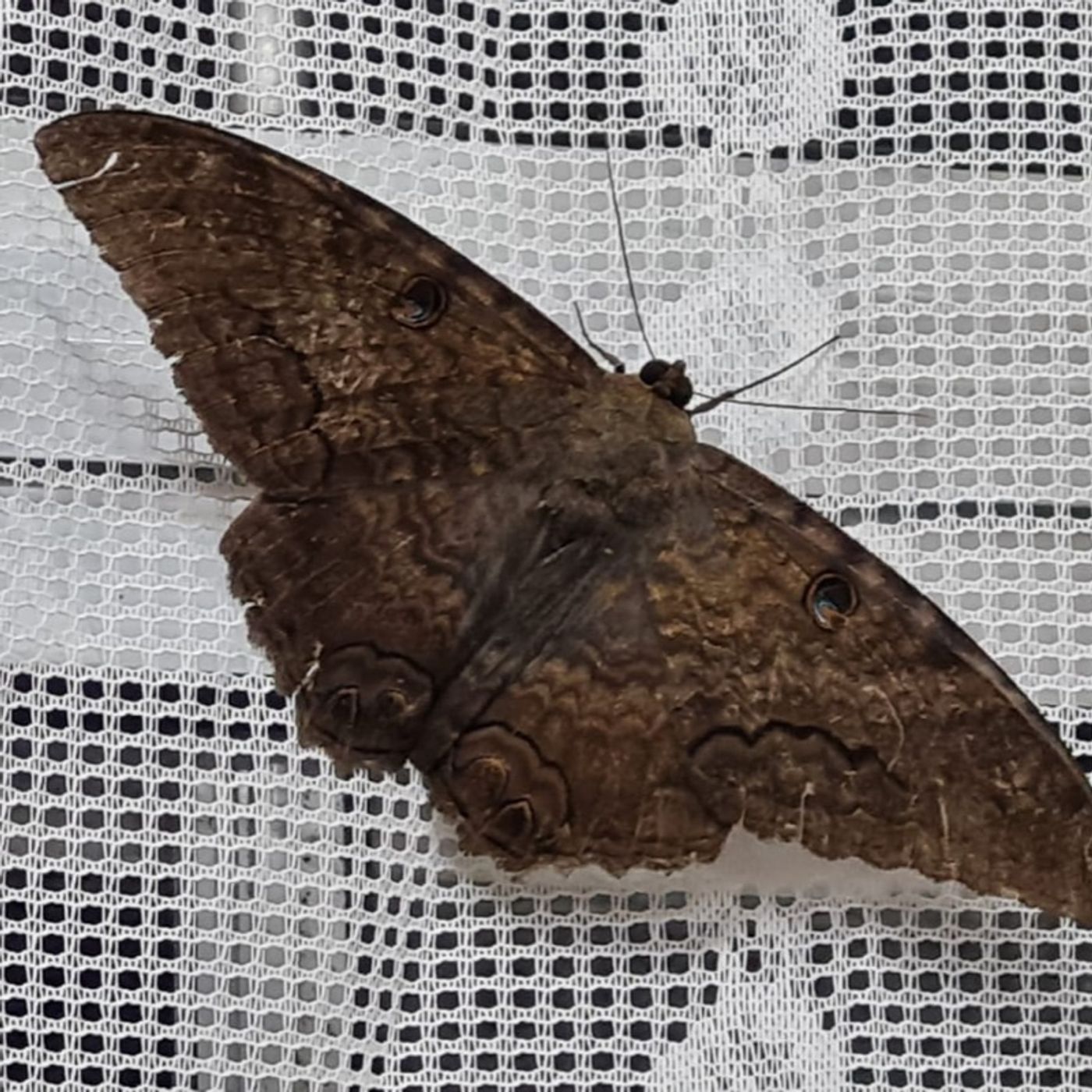 Mariposa ao pé do ouvido