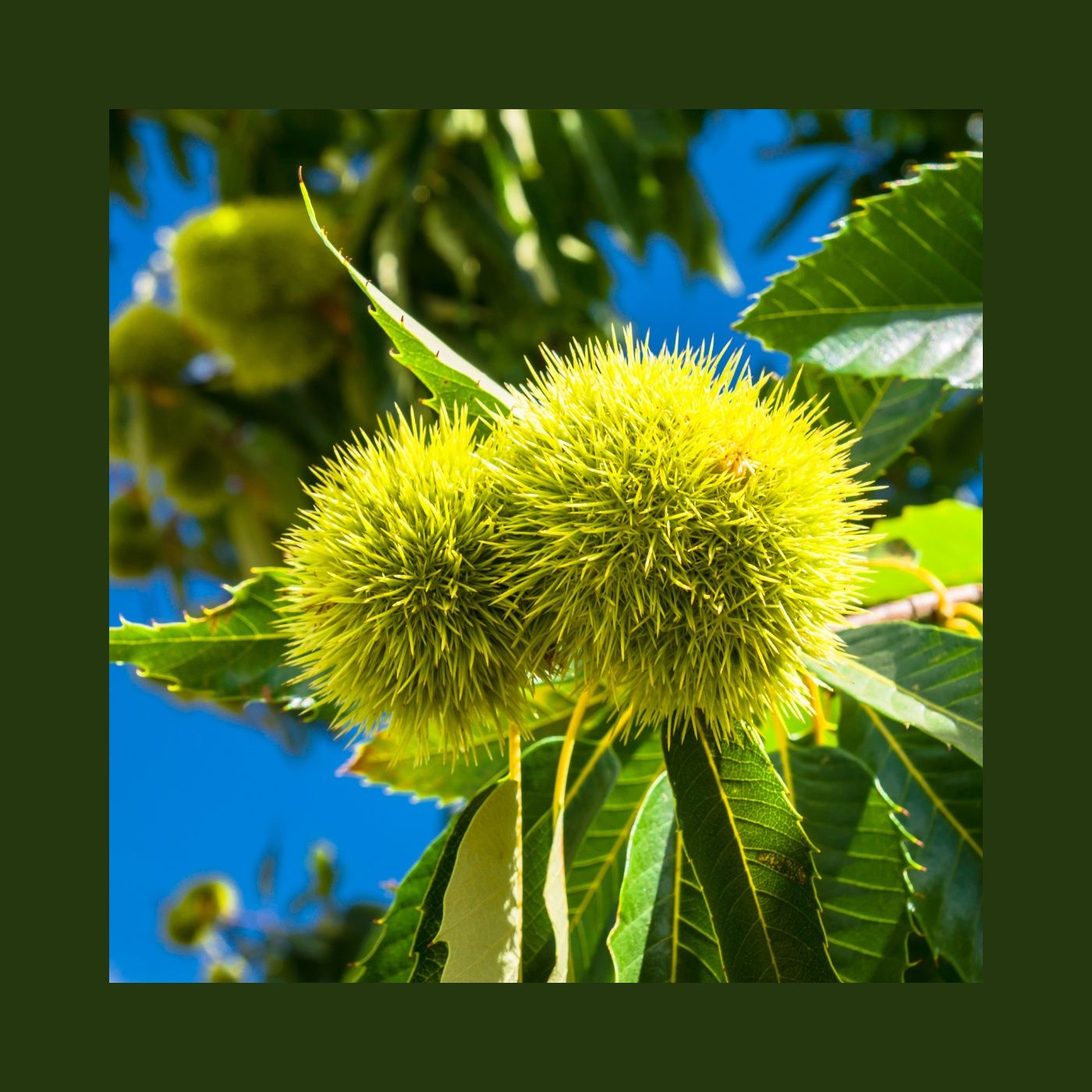 Giardino Futuro