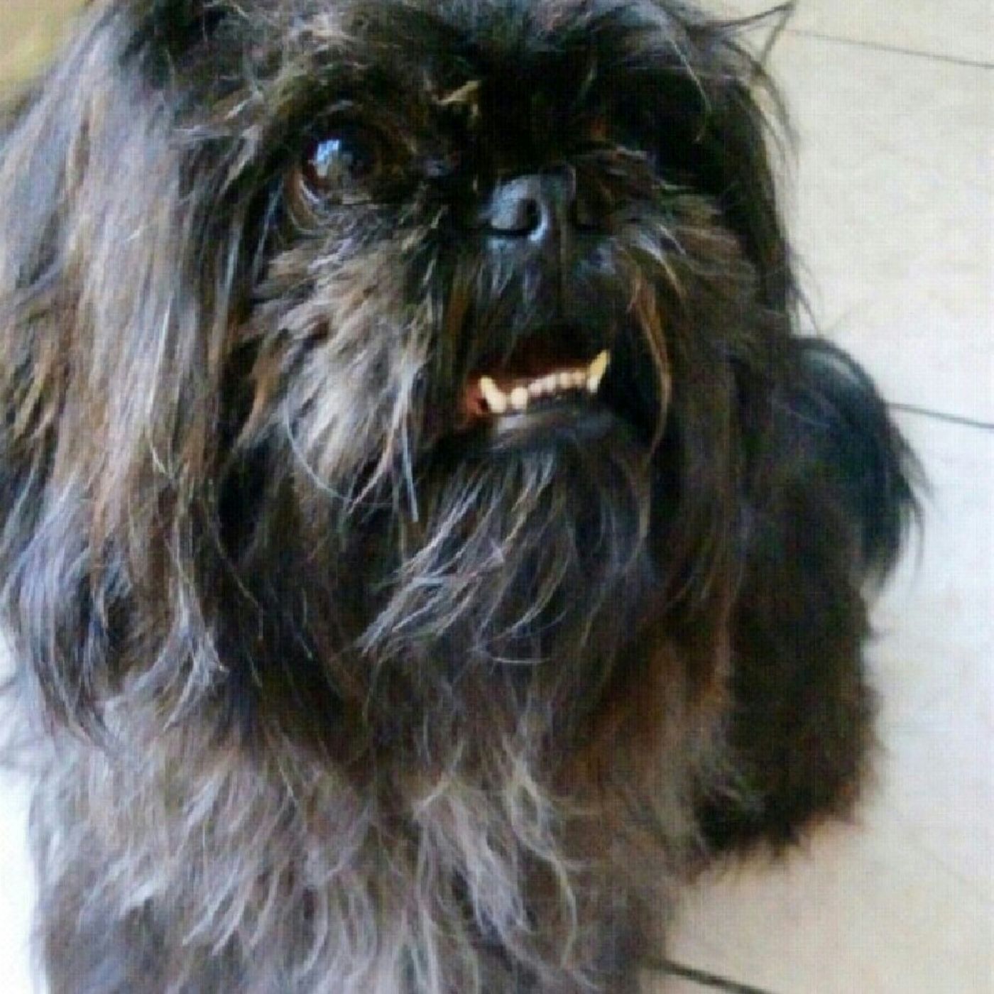 Programas de Podcast