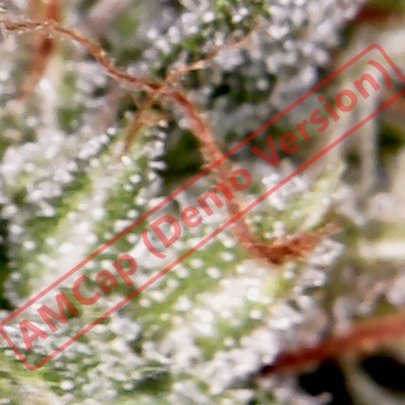 Anything Medical Marijuana Related