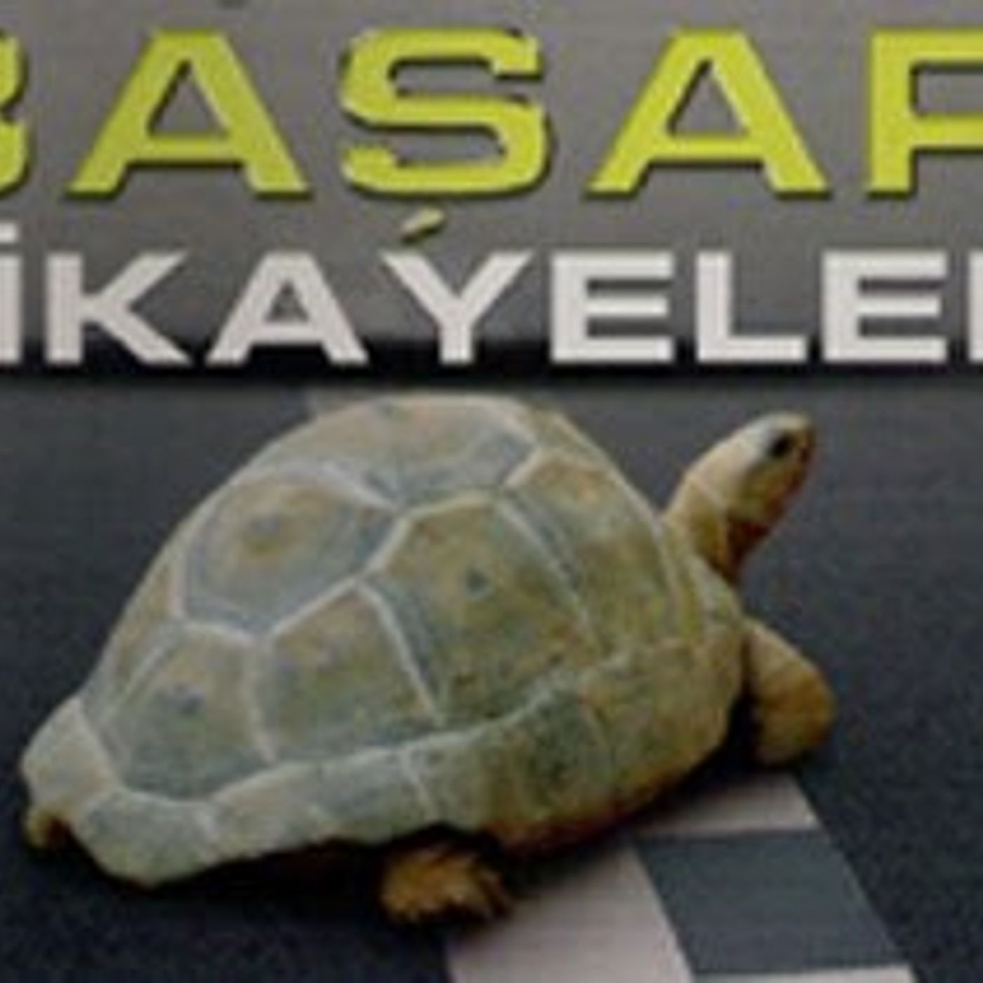 Tuğşah Bilge – Ağaca Tırmanan Kaplumbağa. episode artwork