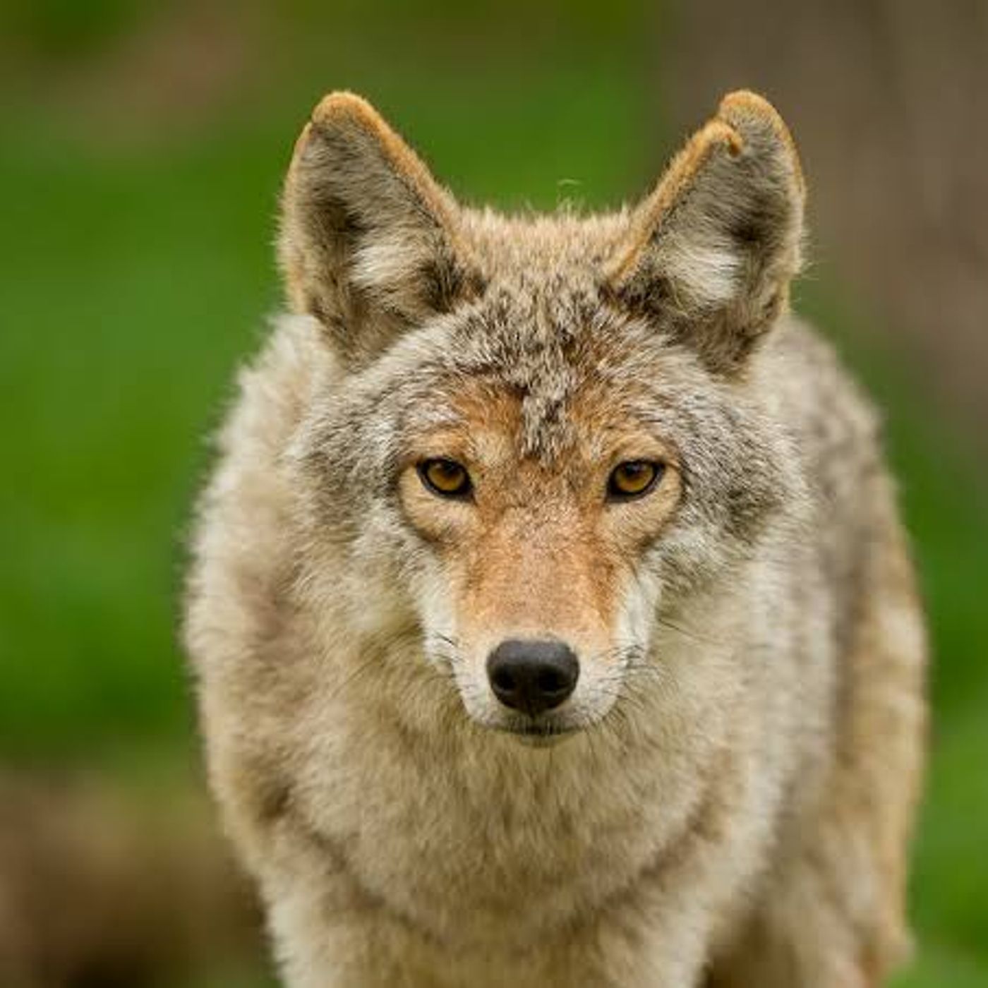 Audio GA4-240202501-AA8-EV01