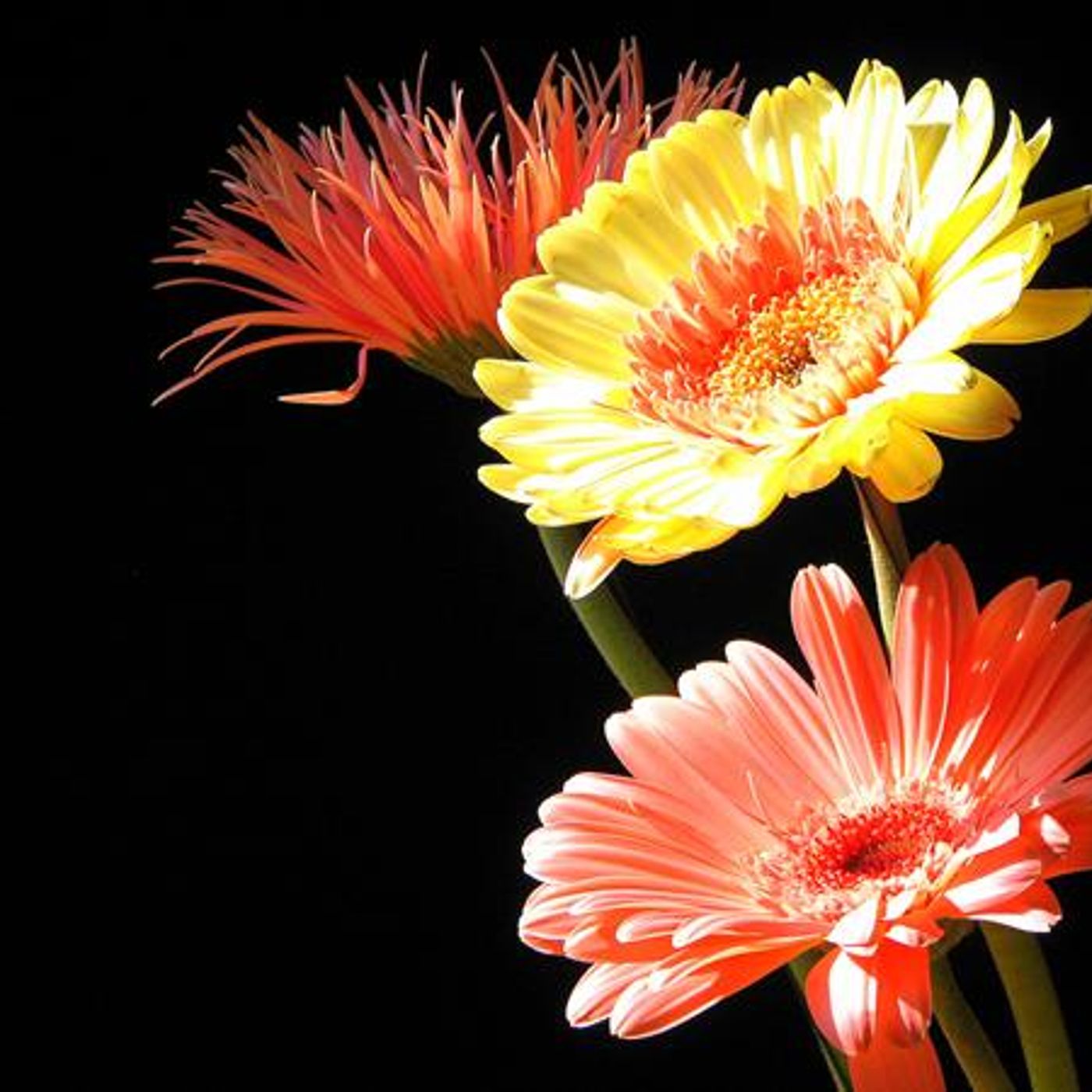 Slice of Life with David Grant on Recovery Now with Kim Justus episode artwork