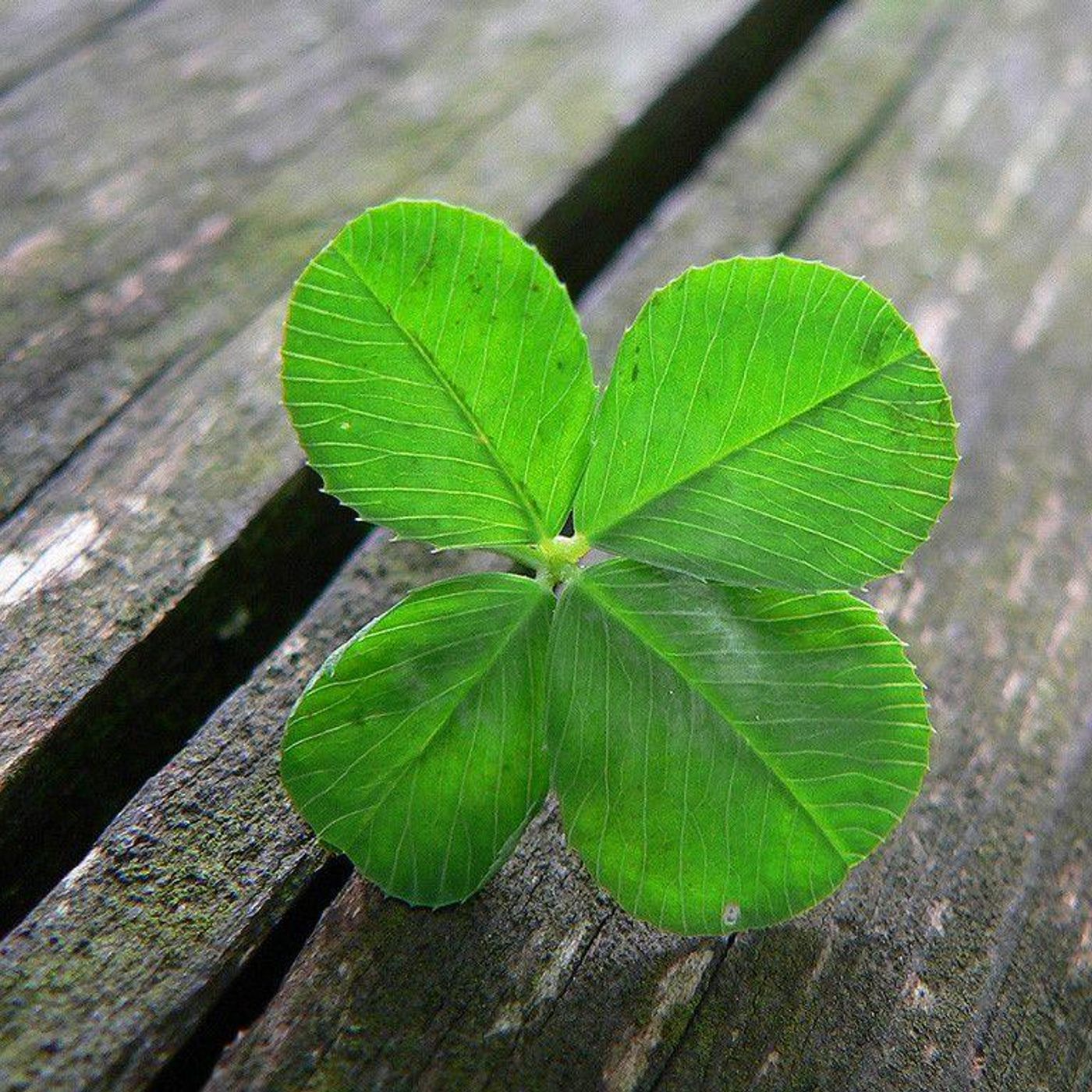 Abundance: In Life and Death