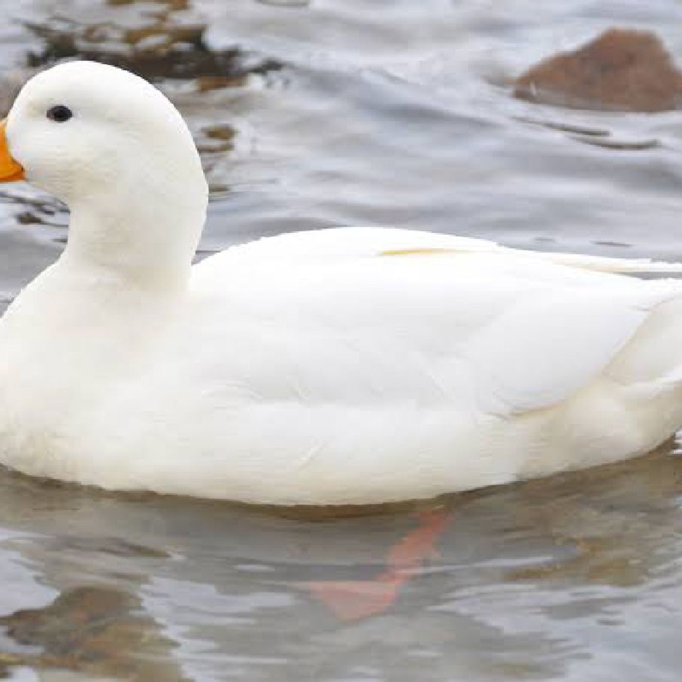 El podcast de Eva Rivera