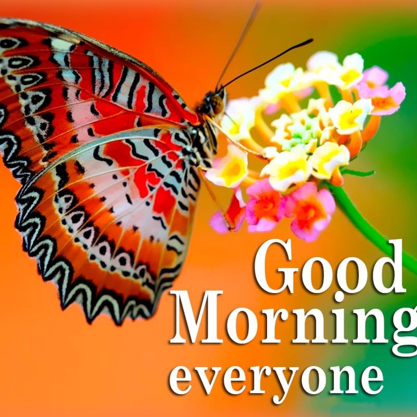 Md Sultan Ali\'s show