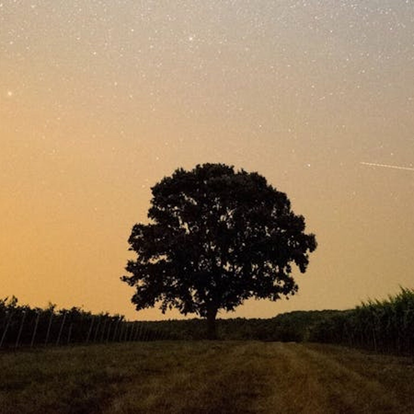 What Is the Meaning of Life?