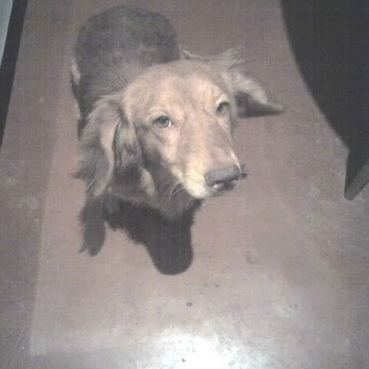 Rário Rock Semifusa