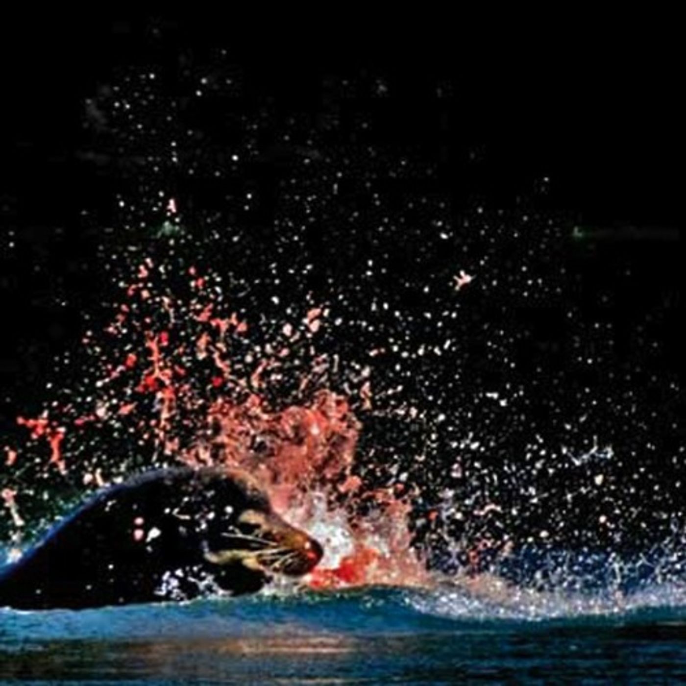 Death Penalty Returns For Bonneville Sea Lions episode artwork