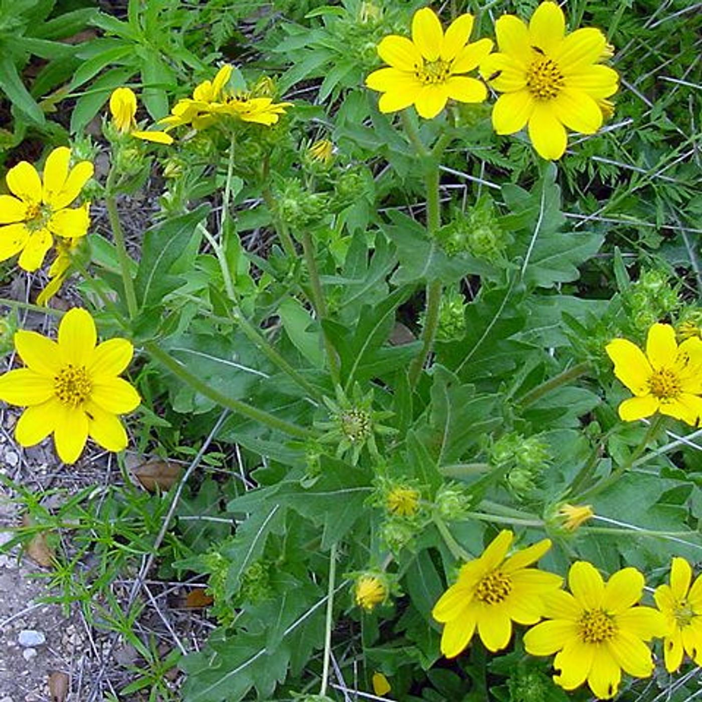 Hey Hey What's Blooming: Engelmann's Daisy