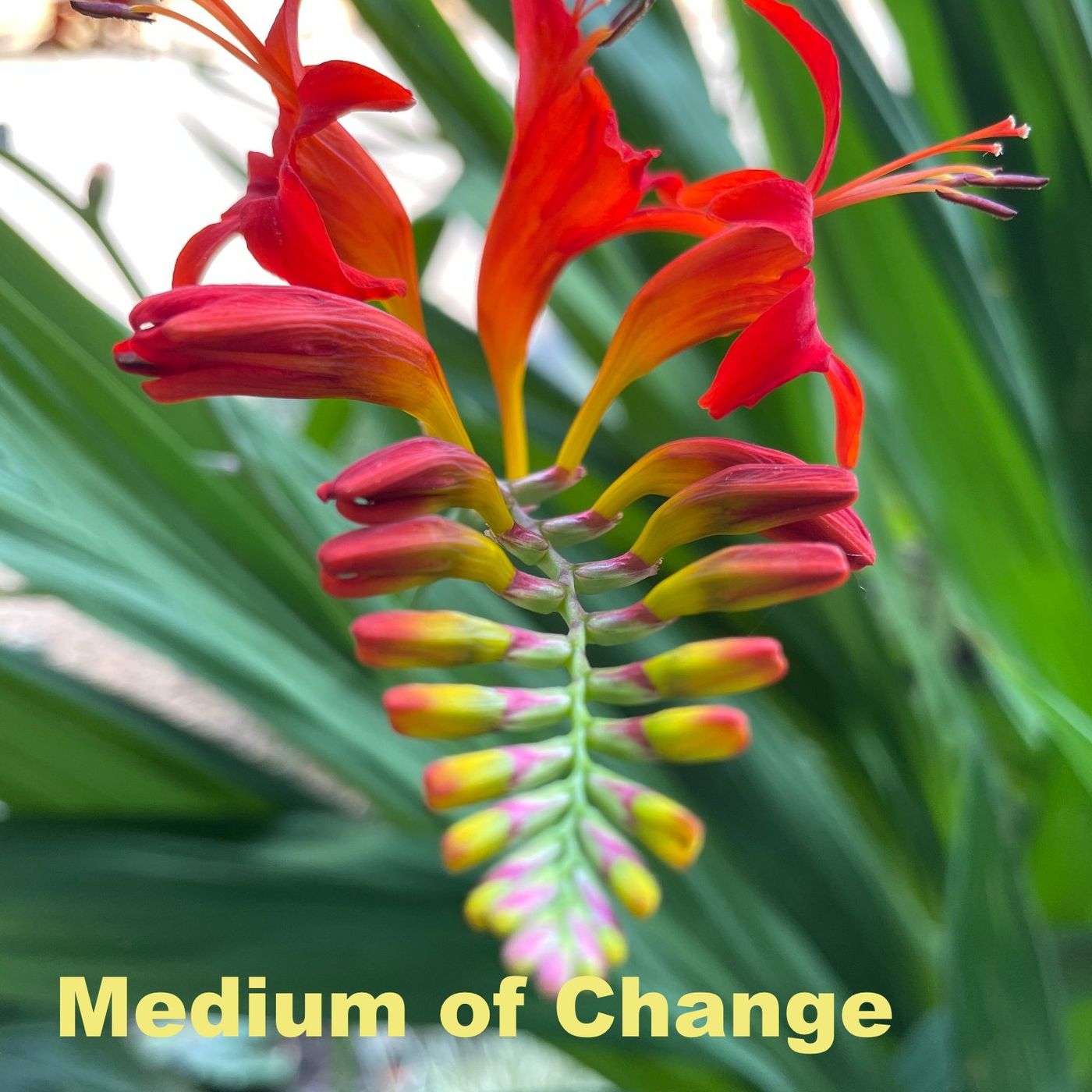Medium of Change podcast artwork