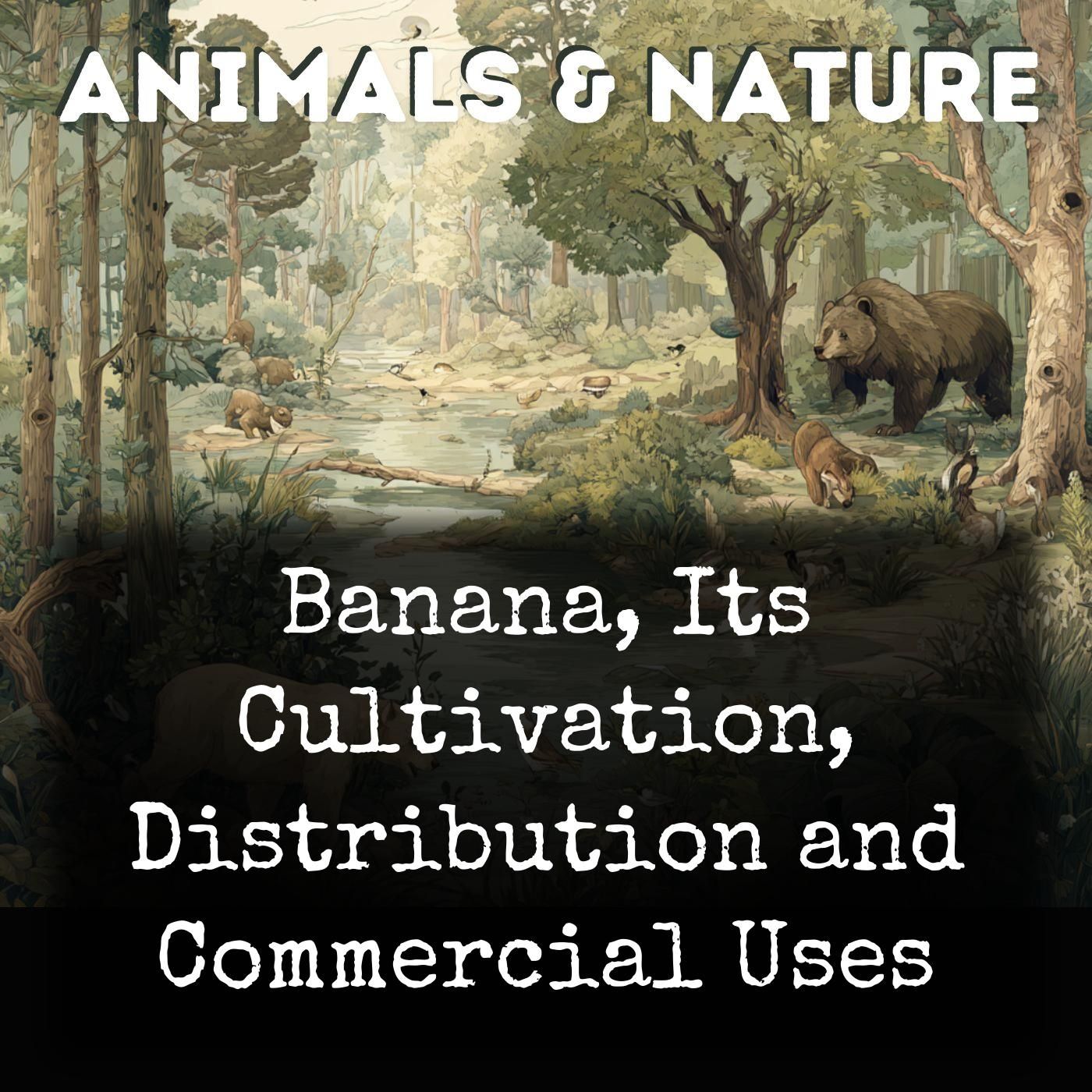 Banana, Its Cultivation, Distribution and Commercial Uses podcast artwork