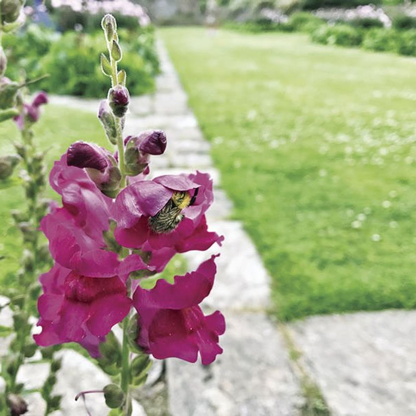 Down the Garden Path: Add color with bedding plants episode artwork