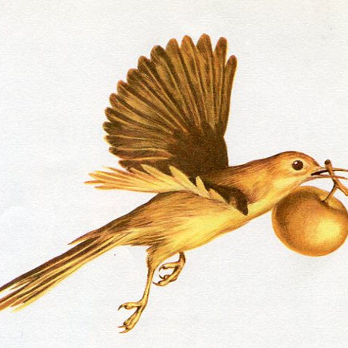 ♪♫Golden Love Dove♫♪