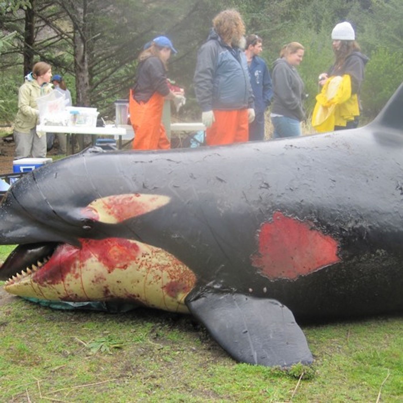 Report Inconclusive On What Killed Orca L112 episode artwork