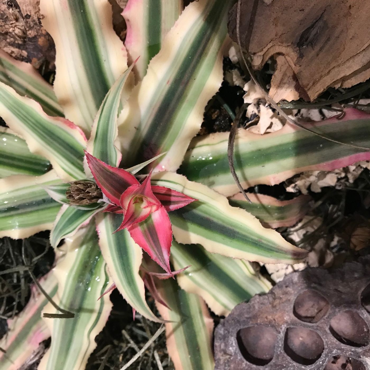 Episode 277 - Bromeliads!
