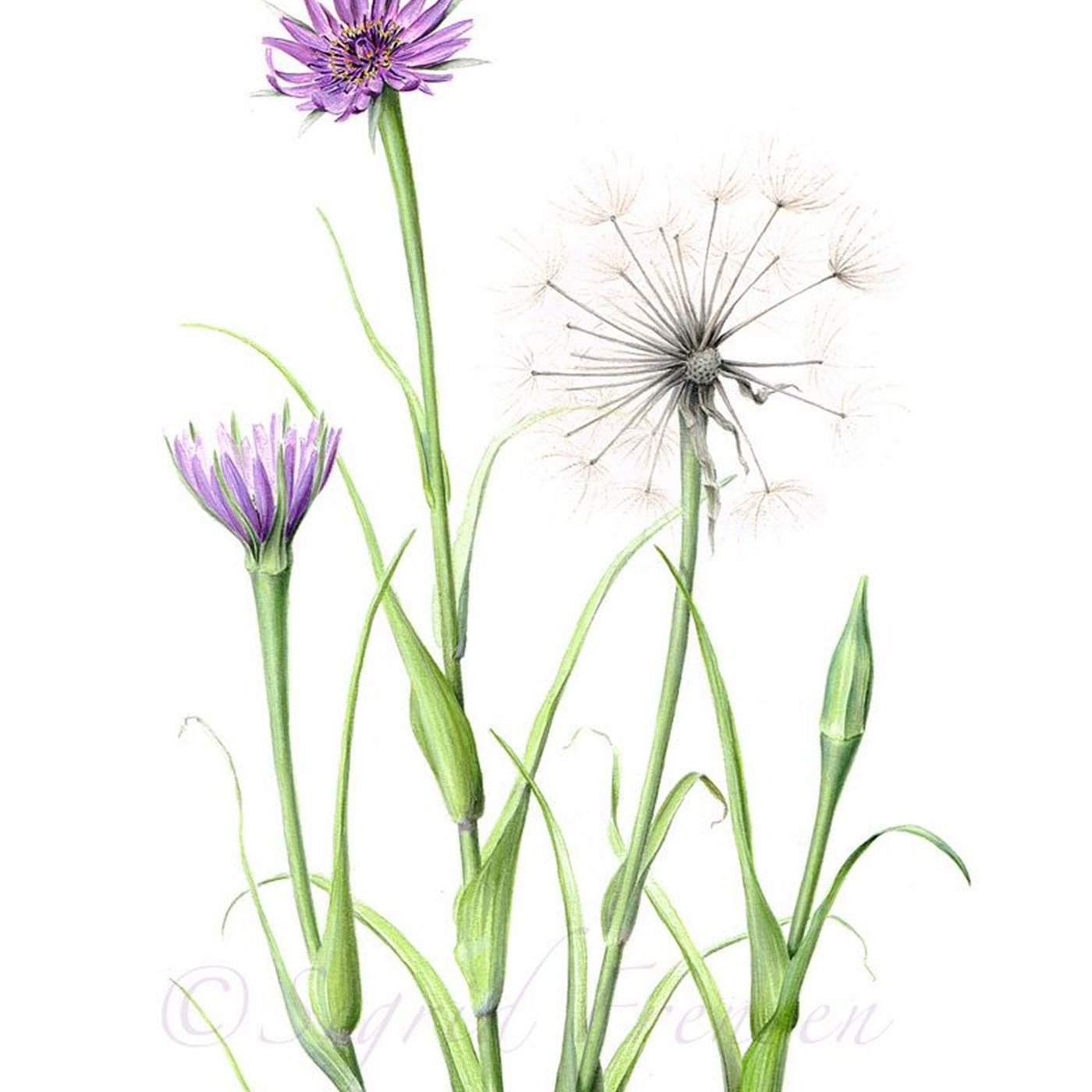 Southern Appalachian Herbs