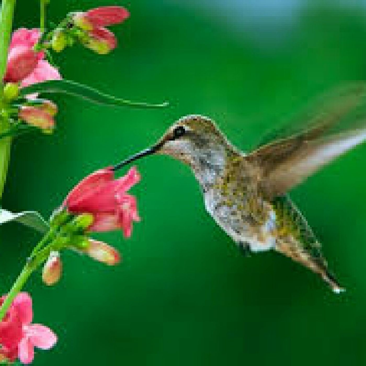 Perola Sacerdotisa Wicca Seriz\'s show