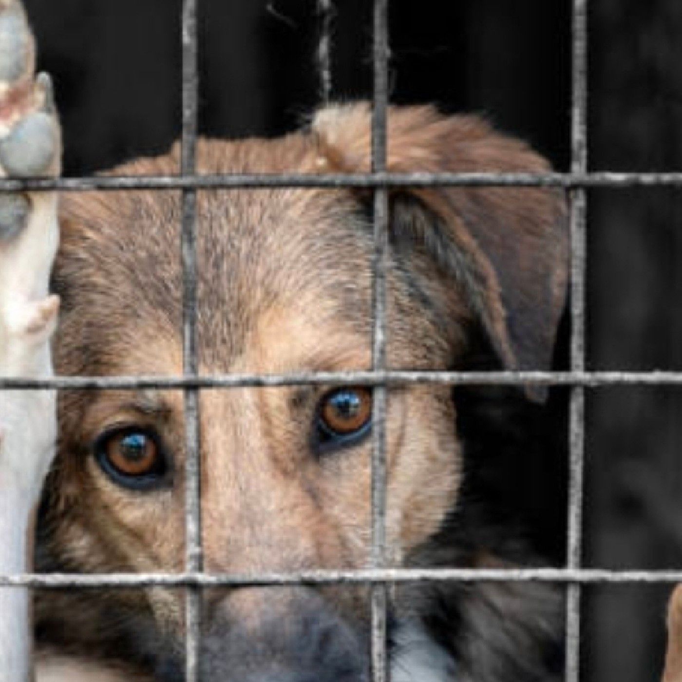 MALTRATO ANIMAL cover art