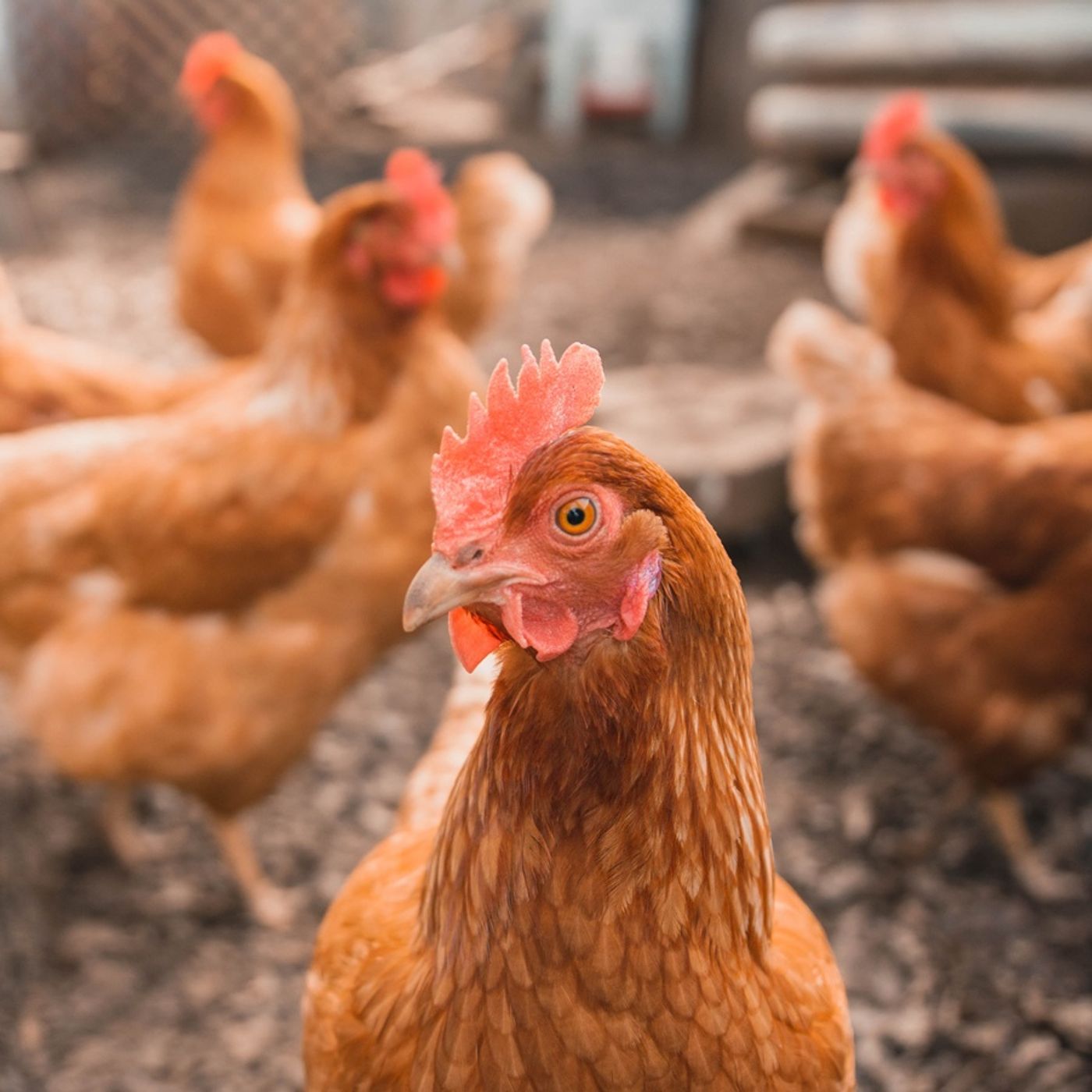 SuperQUACK.IlPodcast   Scienza Cultura Umanità