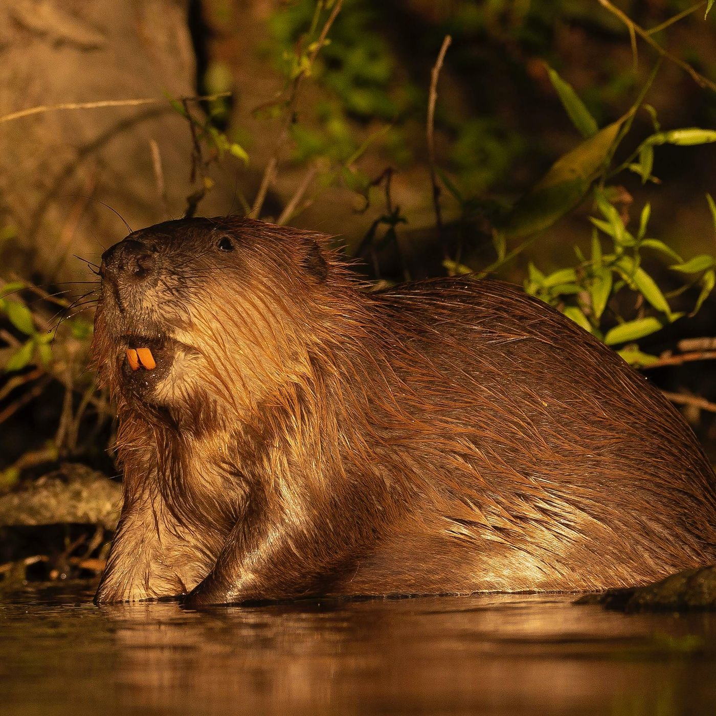 Hot Dam: Why beavers are Britain’s new climate heroes episode artwork