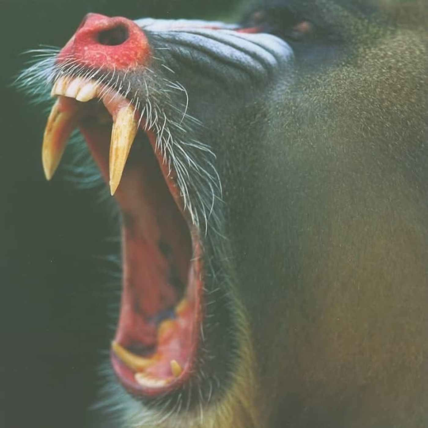 Mammal Teeth: Origin, Evolution, and Diversity