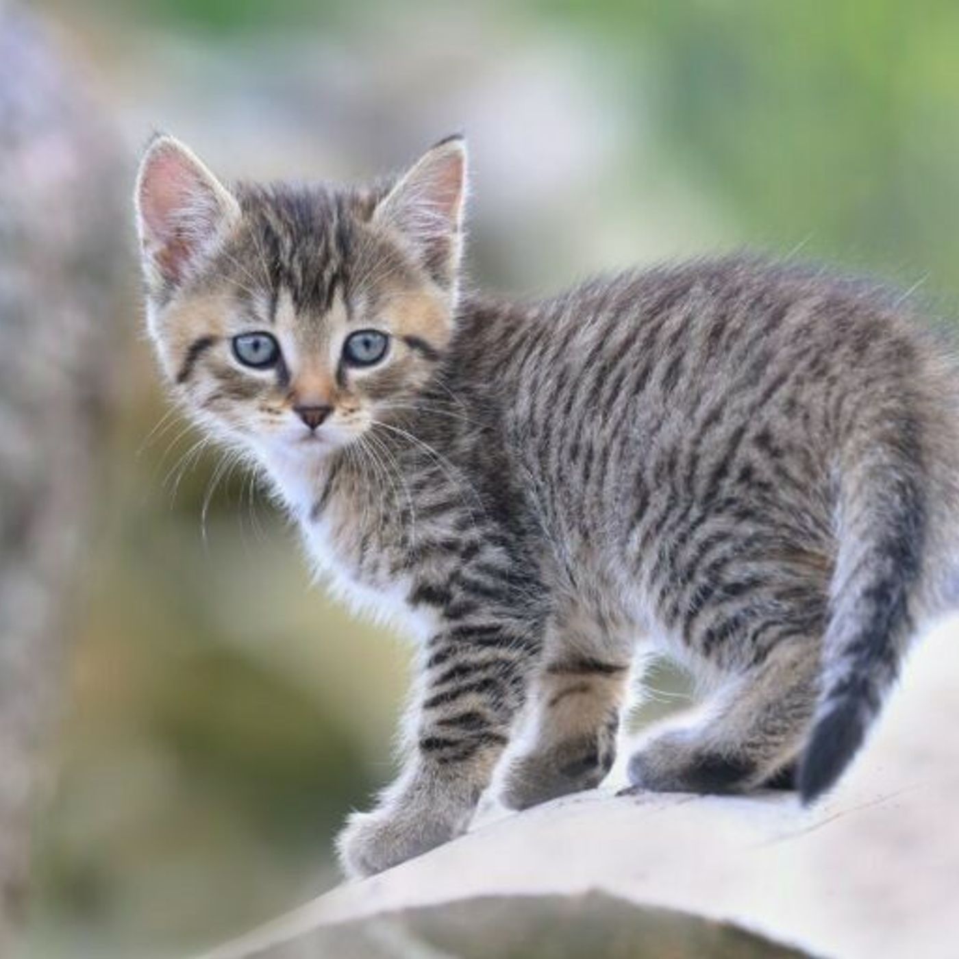 i gatti