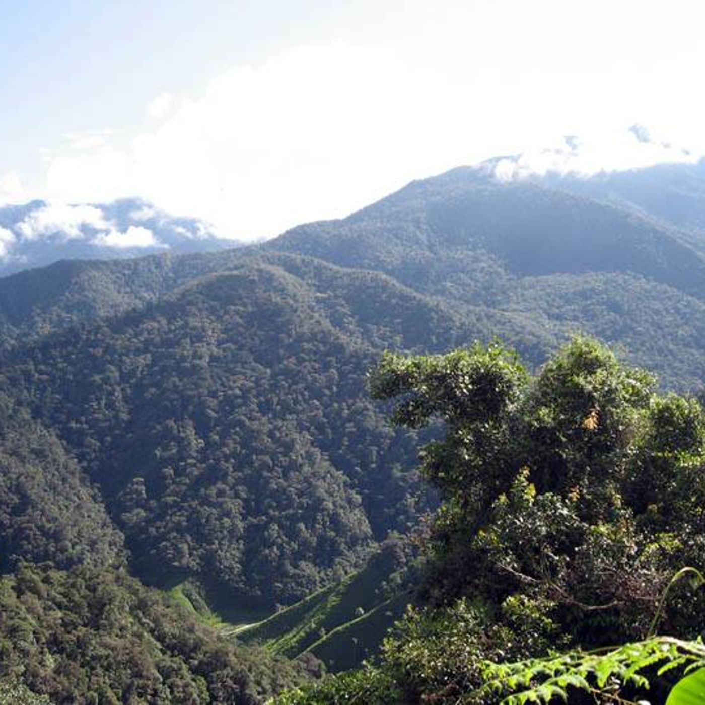NUESTRO OXÍGENO Biodiversidad Servicos ecosistémicos - Marta Liliana Silva-Alvaro Castro