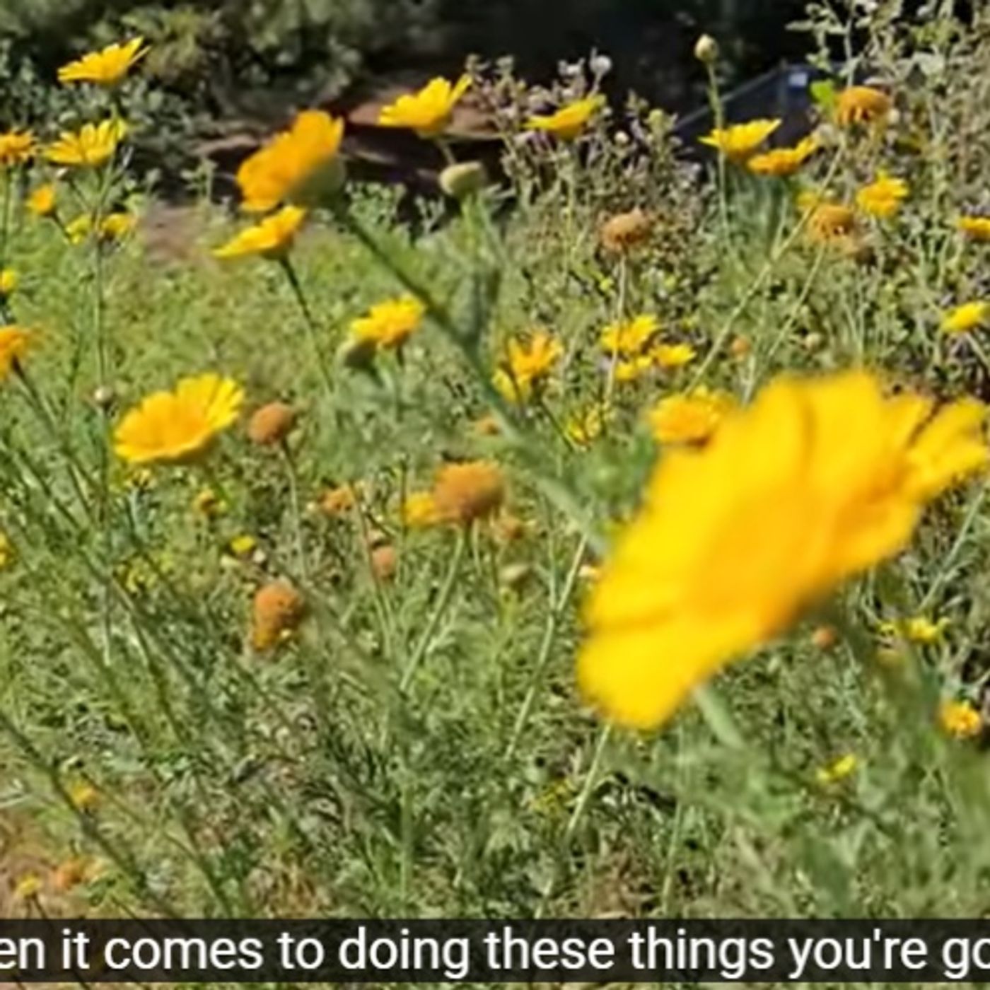 Breeding Fish in Your Natural Aquarium_ - Seasons are the KEY! #fishbreeder