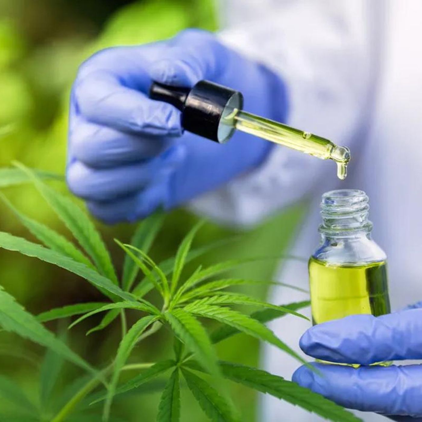 Evidências científicas do uso medicinal da cannabis episode artwork