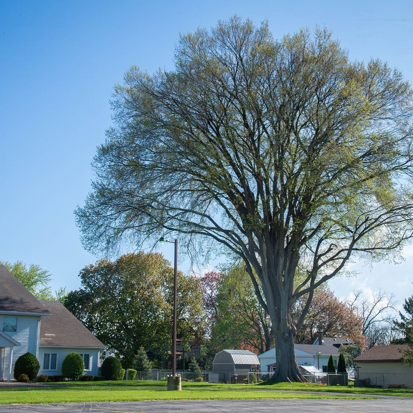 Capron tree named land institute’s June Tree of the Month episode artwork