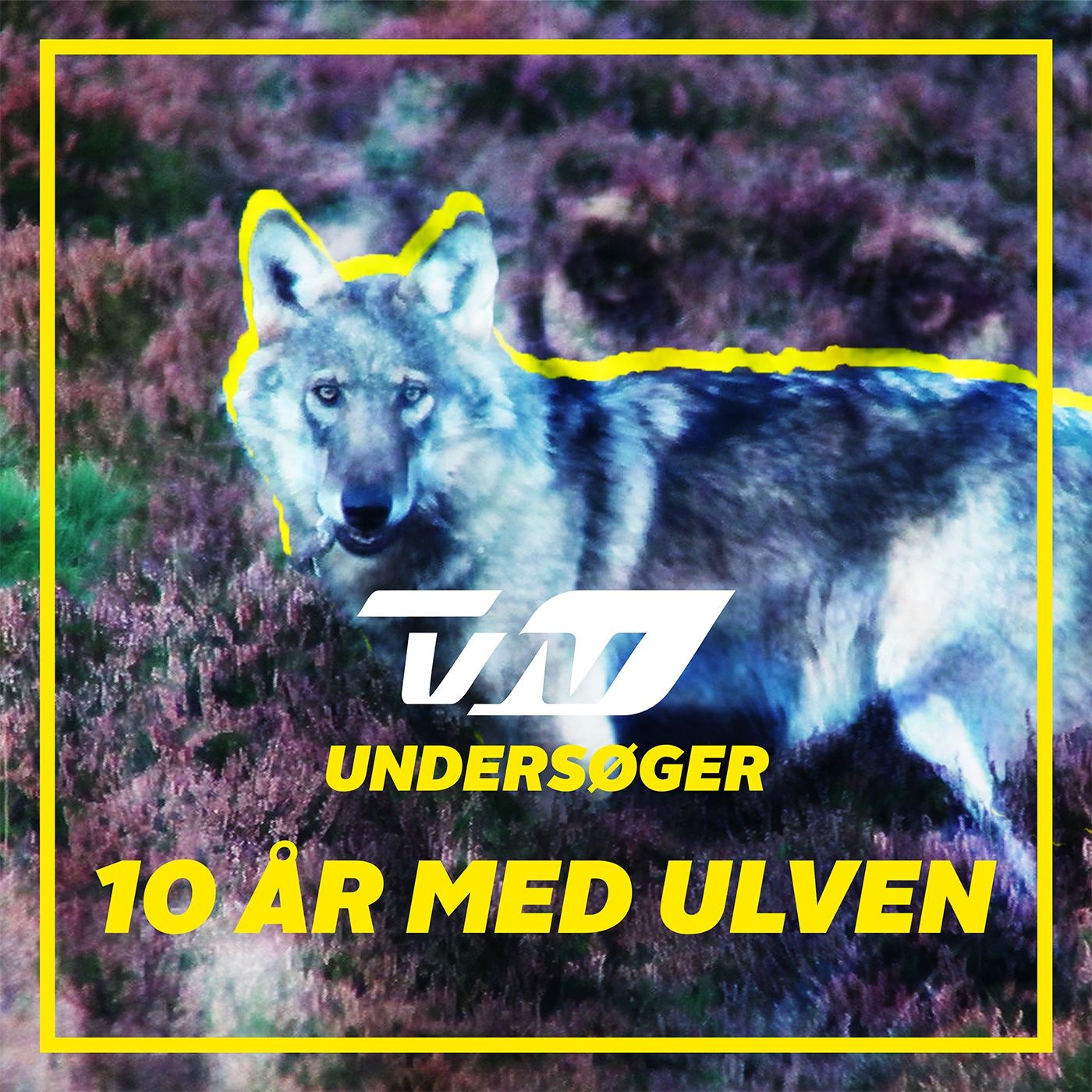 Ti år med ulv