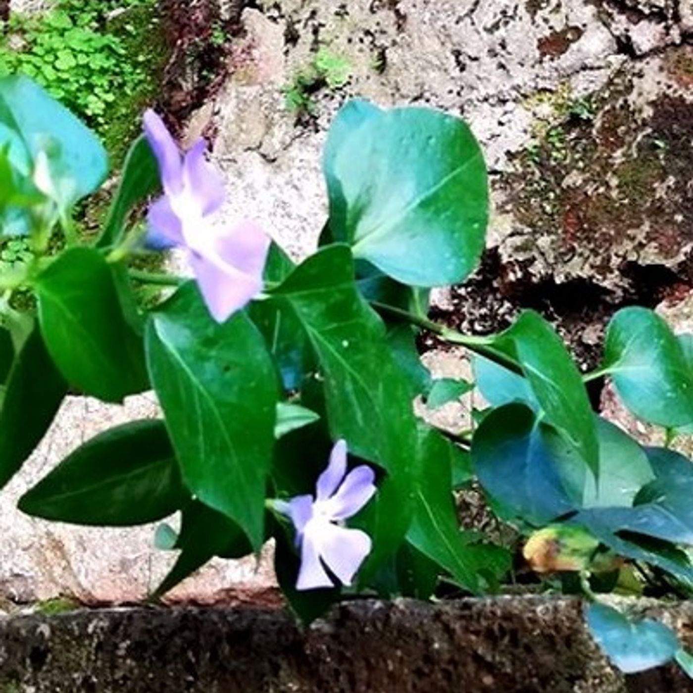 Tracce di Domenico Tota