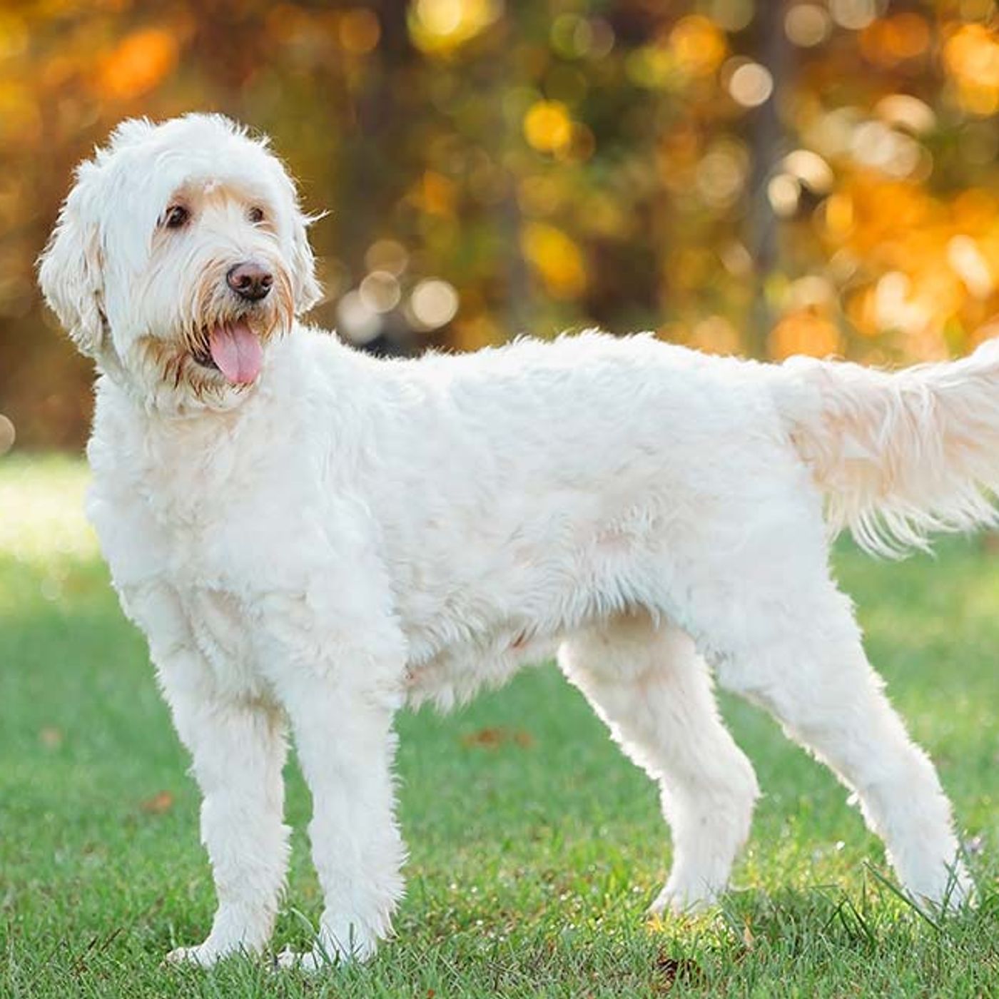 The Ultimate Puppy Training Handbook ExpertTips and Techniq episode artwork