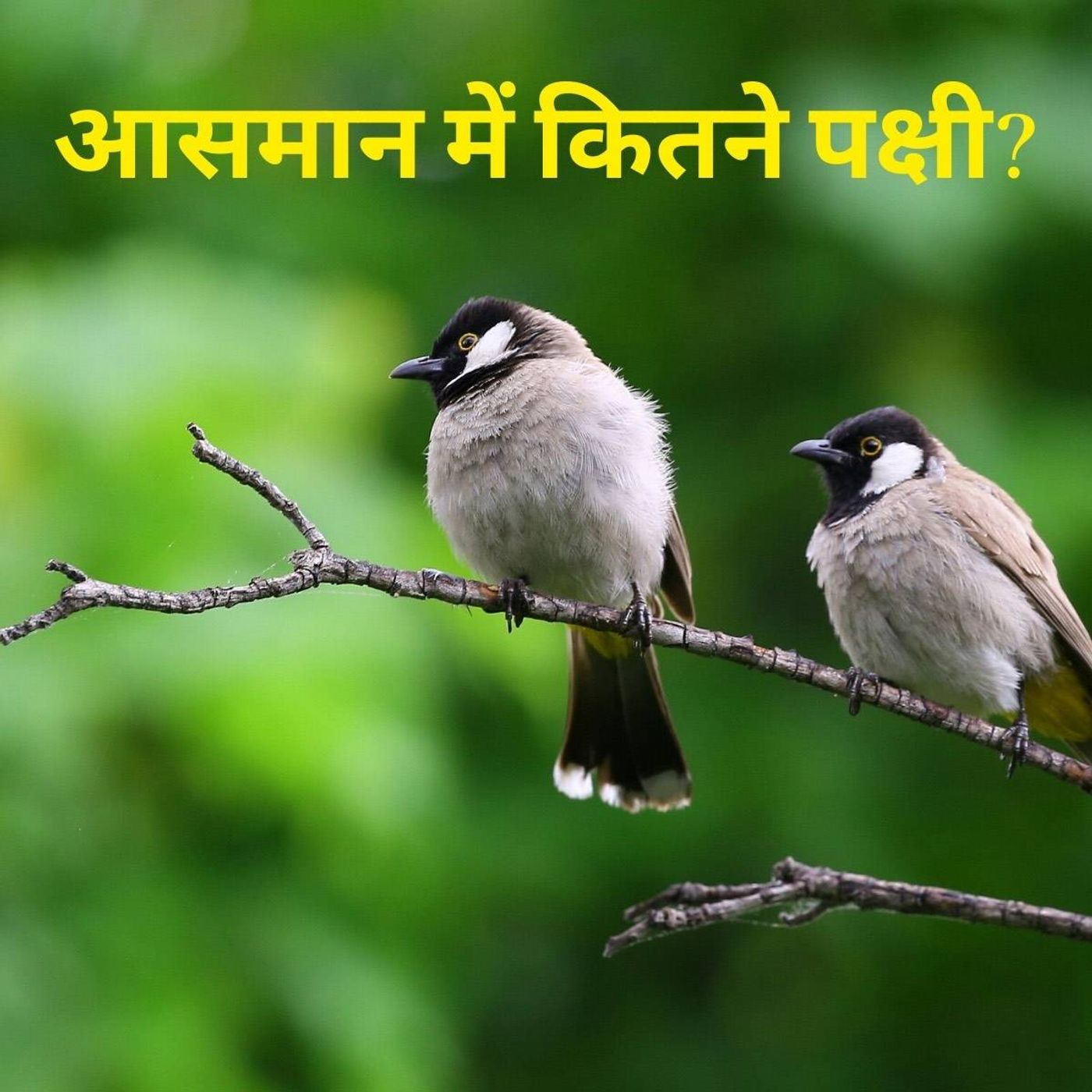 भारत के पक्षियों पर आई ये रिपोर्ट परेशान करने वाली है episode artwork