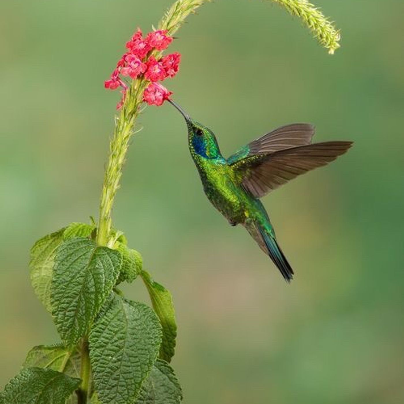 Animali Totem [meditazione e lettura]