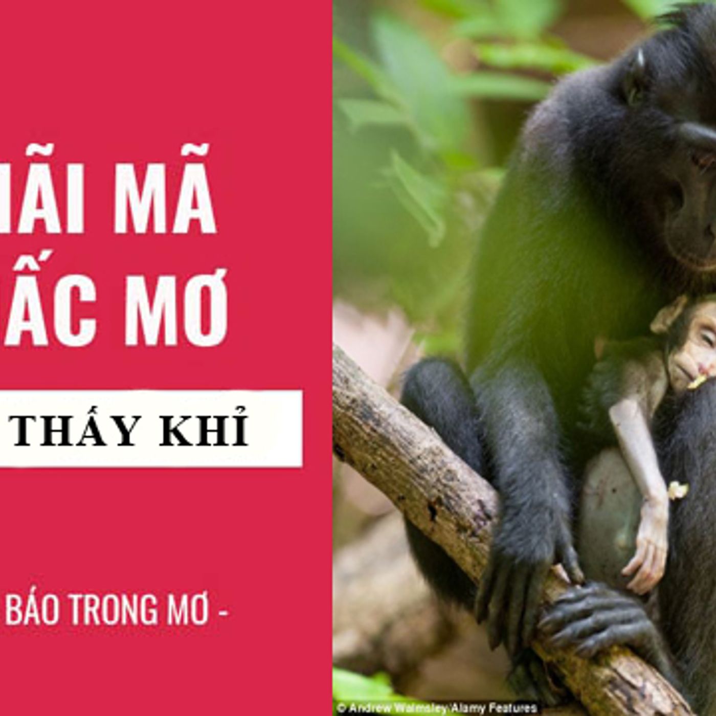 Mơ Thấy Khỉ: Ý Nghĩa Và Con Số May Mắn episode artwork