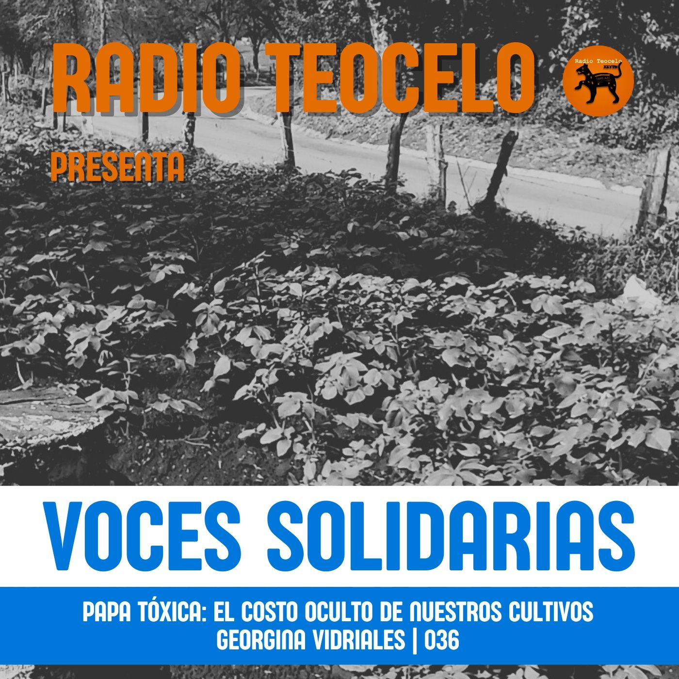 Voces Solidarias