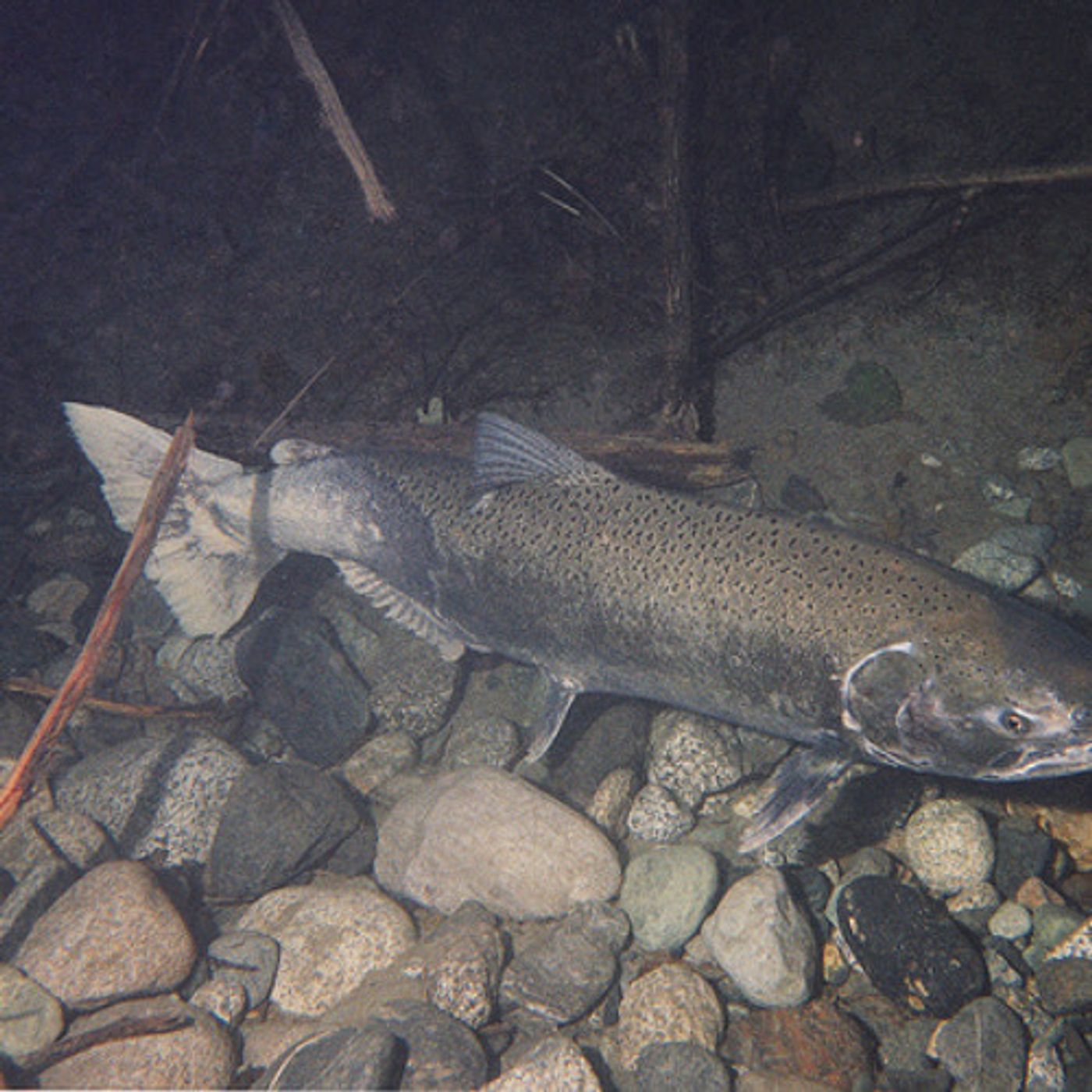 Spring Chinook Numbers Lower Than Expected episode artwork