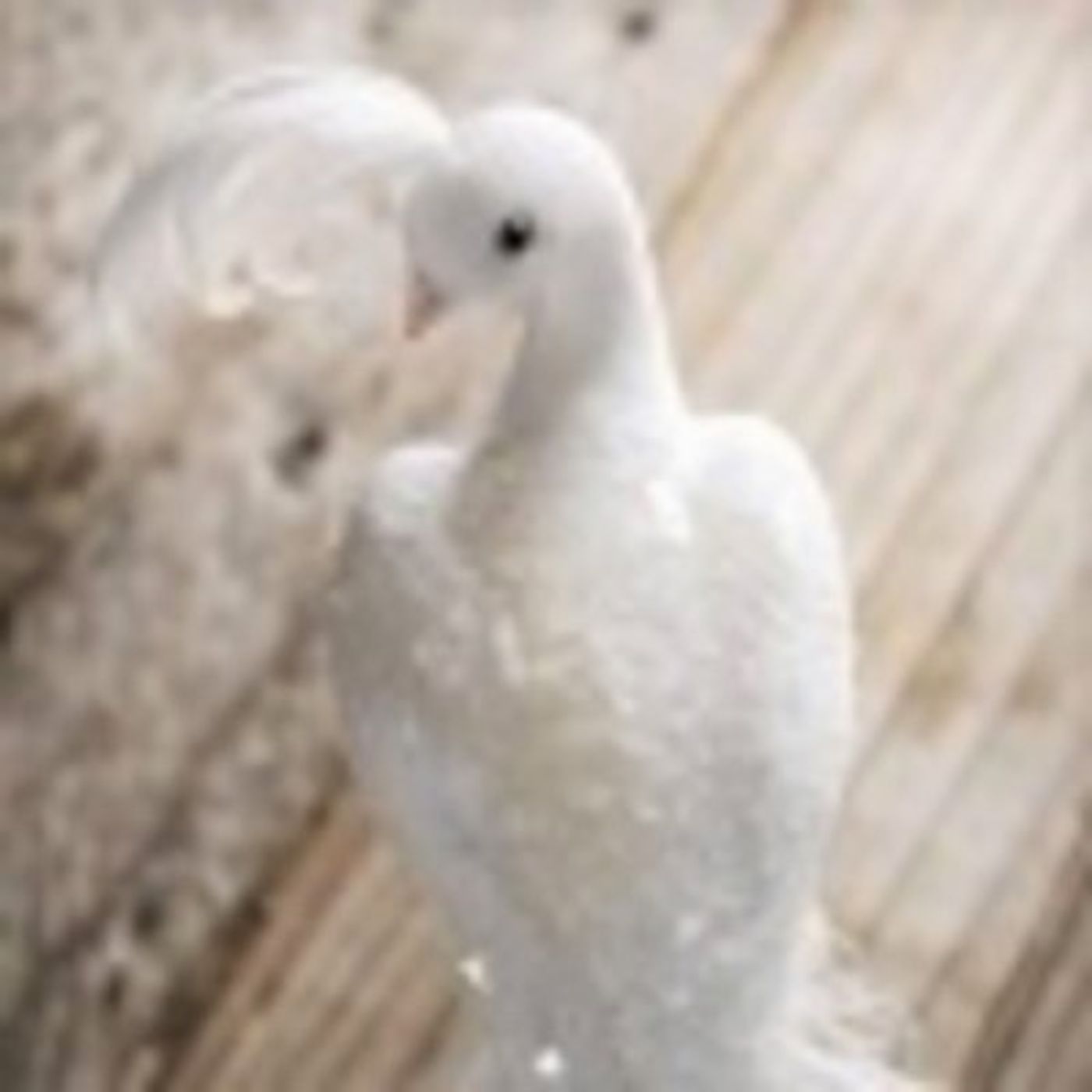 ♪♫Golden Love Dove♫♪