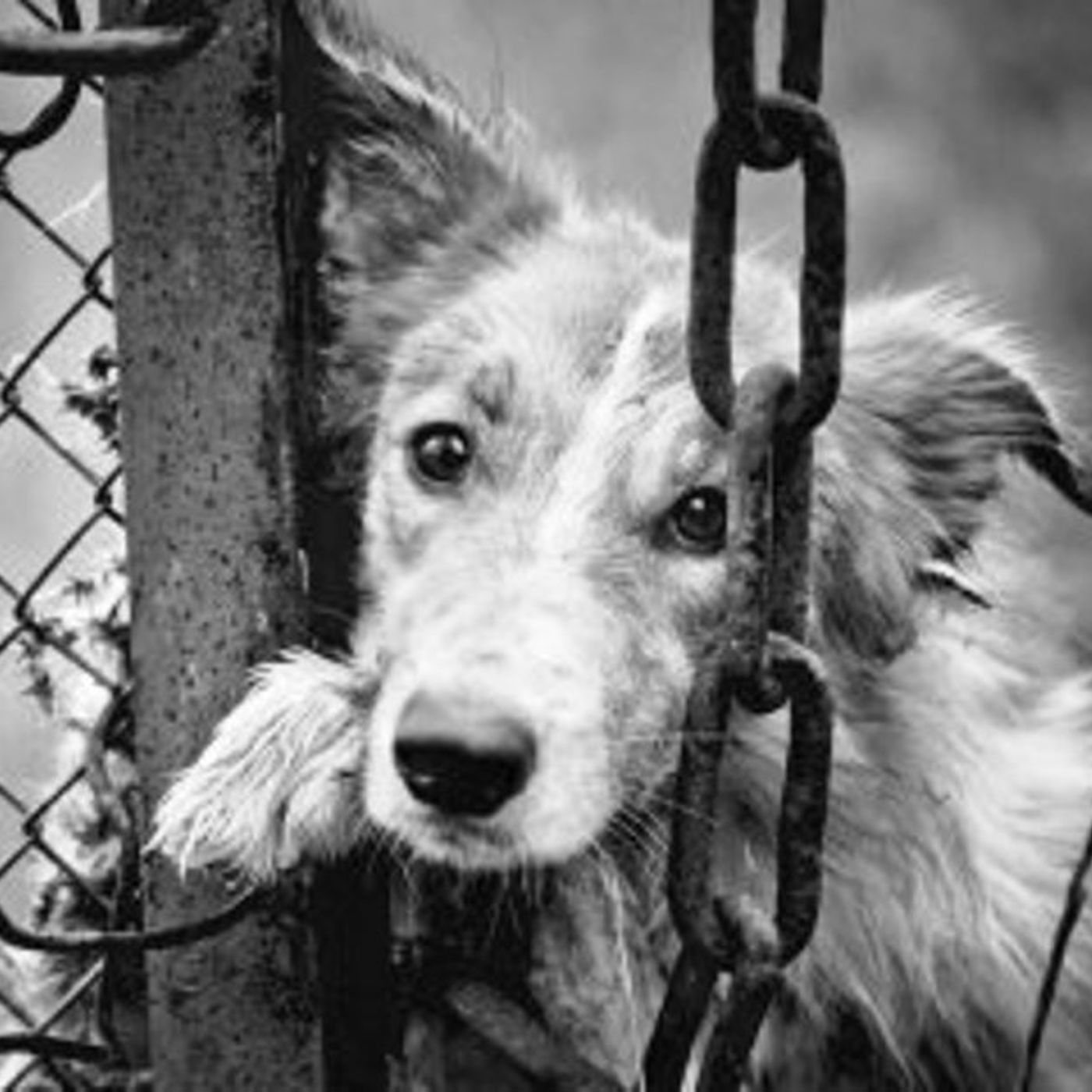 NUESTRO OXÍGENO Sensibilidad por los animales - Ximena Brion Delgado