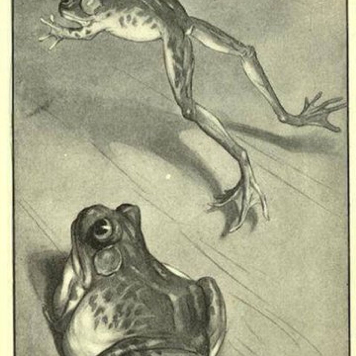 THE CELEBRATED JUMPING FROG OF CALAVERAS COUNTY by MARK TWAIN THE CELEBRATED JUMPING FROG OF CALAVERAS COUNTY by MARK TWAIN