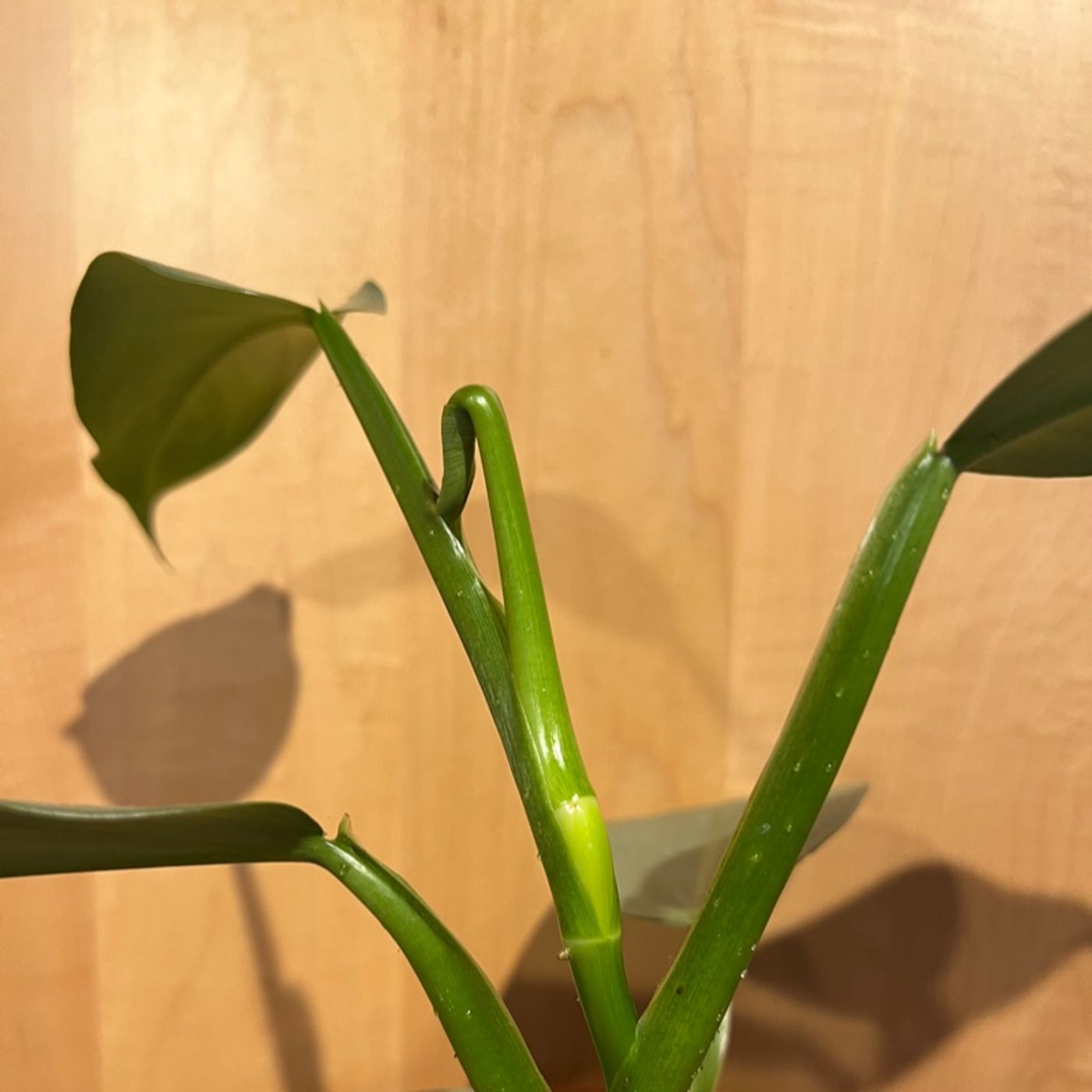 Episode 133 - Garden Center and Grocery Store Finds