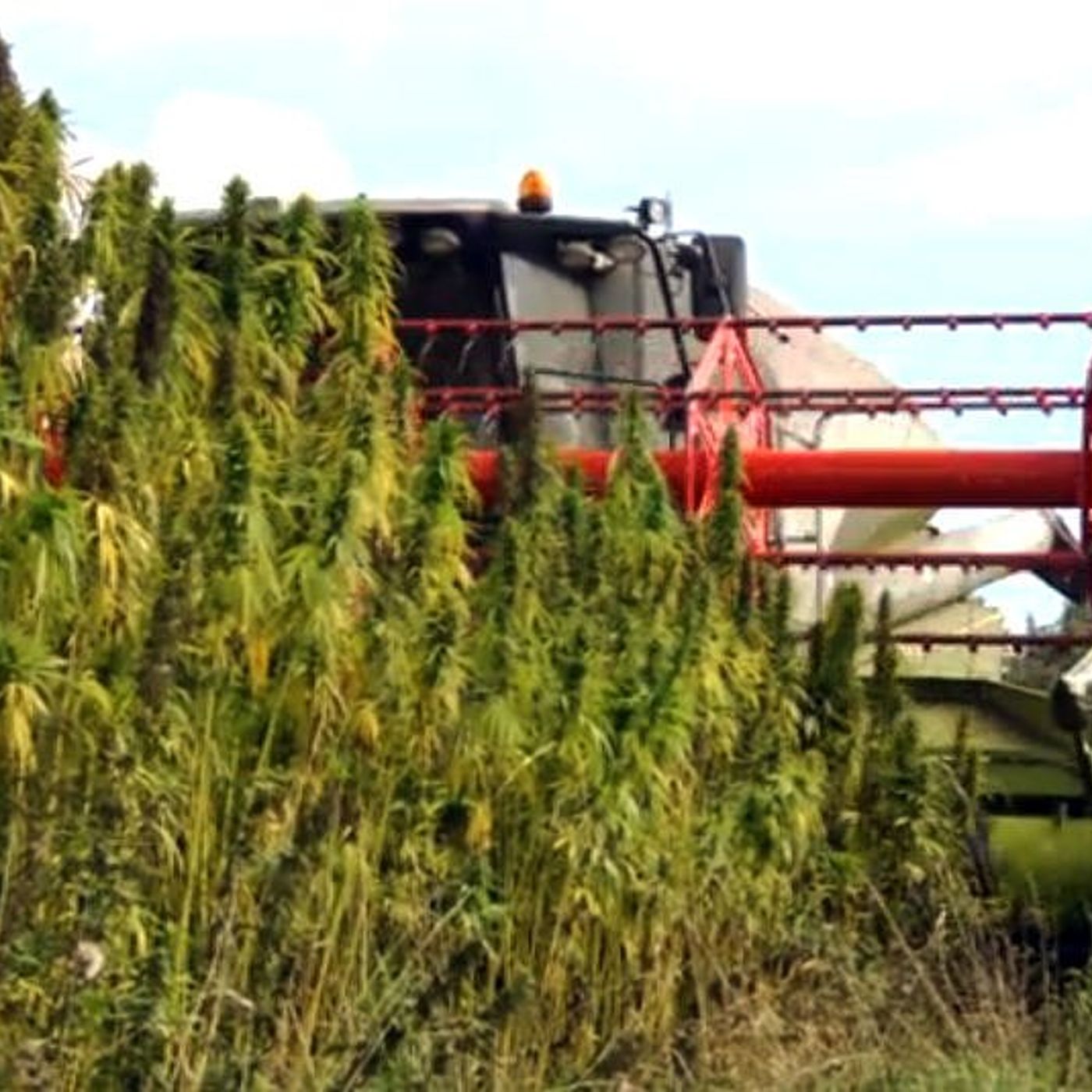 Hemp grant deadline this Friday for Mendota-area hemp farms episode artwork