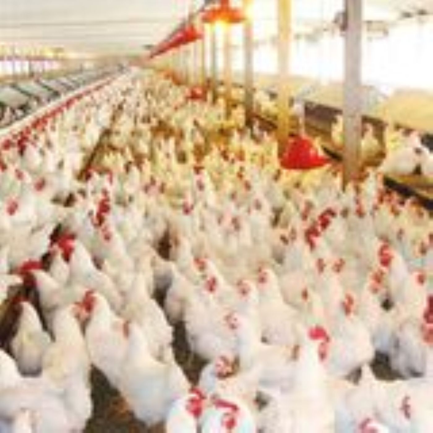 Avicultura: pressão nos preços do frango de corte e exportações em alta | BBcast Agro - 26/03/2026 episode artwork