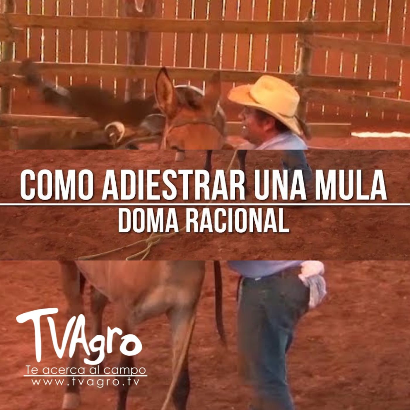 TV AGRO